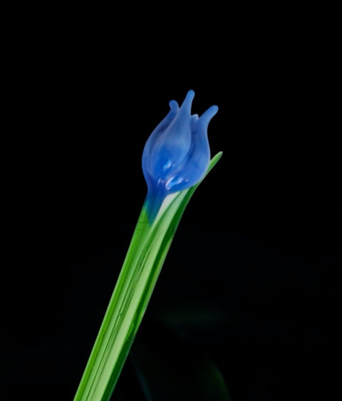 Light Blue Glass Tulip - Handcrafted Short Stem Flower